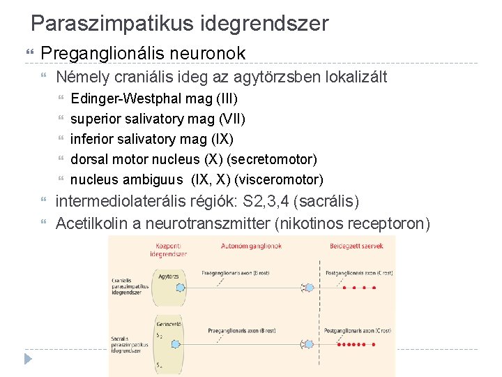 Paraszimpatikus idegrendszer Preganglionális neuronok Némely craniális ideg az agytörzsben lokalizált Edinger-Westphal mag (III) superior