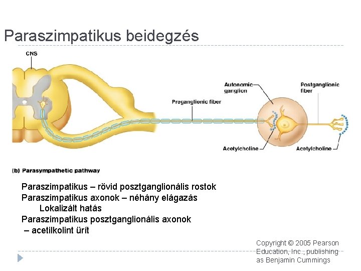 Paraszimpatikus beidegzés Paraszimpatikus – rövid posztganglionális rostok Paraszimpatikus axonok – néhány elágazás Lokalizált hatás