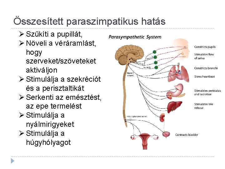 Összesített paraszimpatikus hatás Ø Szűkíti a pupillát, Ø Növeli a véráramlást, hogy szerveket/szöveteket aktiváljon