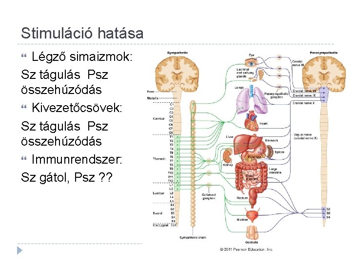 Stimuláció hatása Légző simaizmok: Sz tágulás Psz összehúzódás Kivezetőcsövek: Sz tágulás Psz összehúzódás Immunrendszer: