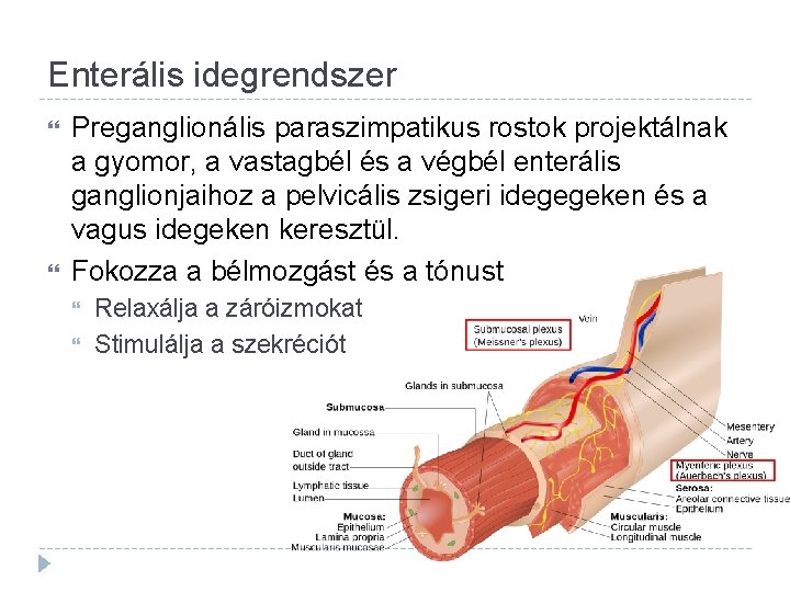 Enterális idegrendszer Preganglionális paraszimpatikus rostok projektálnak a gyomor, a vastagbél és a végbél enterális