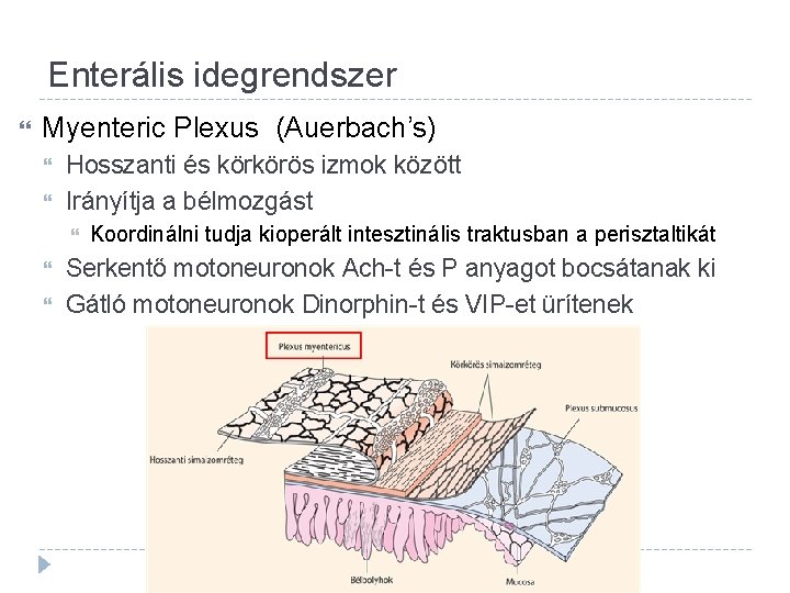 Enterális idegrendszer Myenteric Plexus (Auerbach’s) Hosszanti és körkörös izmok között Irányítja a bélmozgást Koordinálni