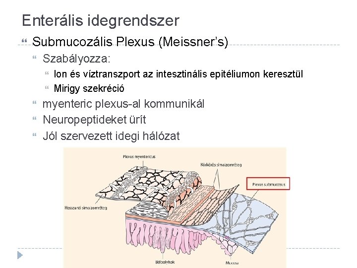 Enterális idegrendszer Submucozális Plexus (Meissner’s) Szabályozza: Ion és víztranszport az intesztinális epitéliumon keresztül Mirigy