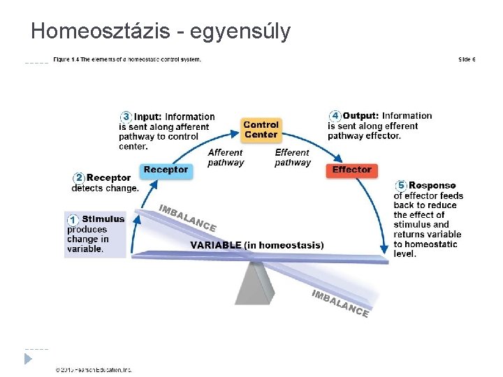 Homeosztázis - egyensúly 