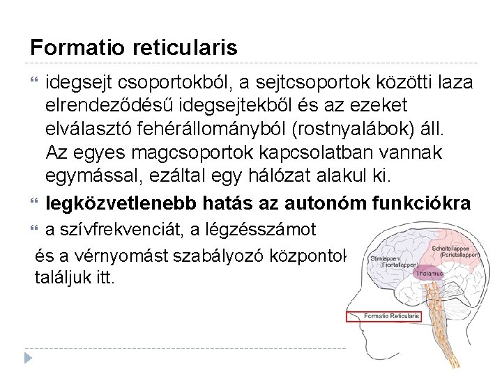 Formatio reticularis idegsejt csoportokból, a sejtcsoportok közötti laza elrendeződésű idegsejtekből és az ezeket elválasztó