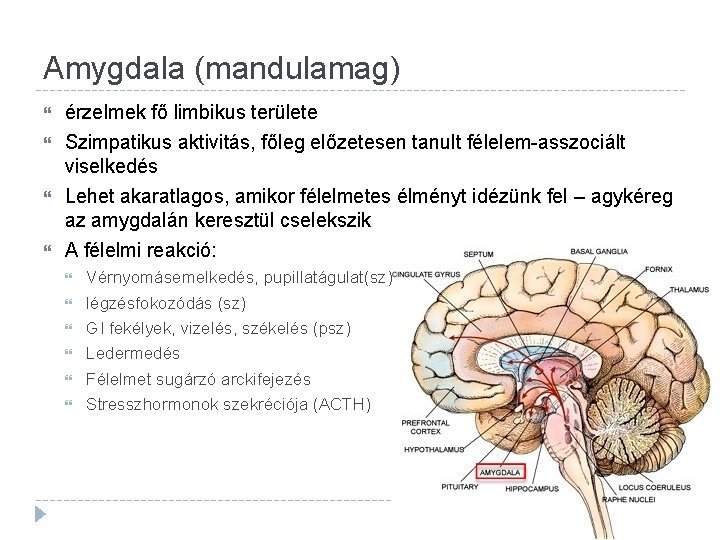 Amygdala (mandulamag) érzelmek fő limbikus területe Szimpatikus aktivitás, főleg előzetesen tanult félelem-asszociált viselkedés Lehet