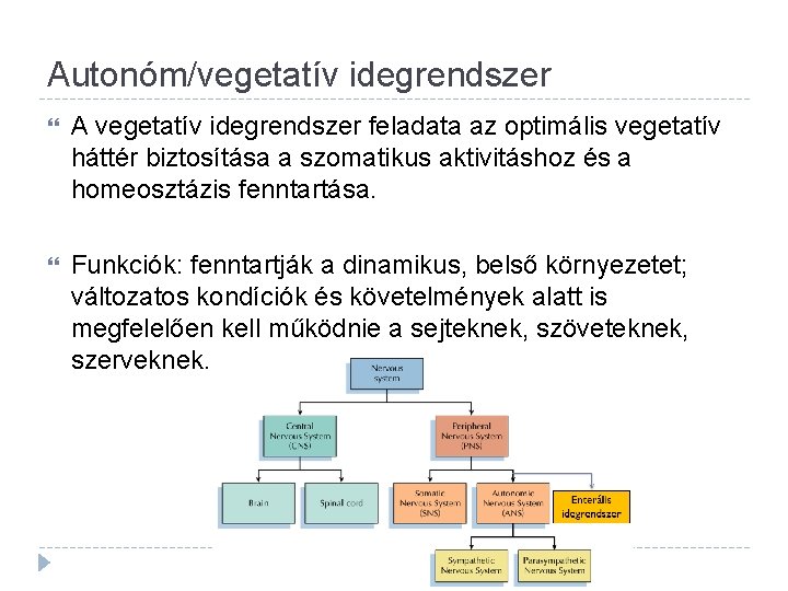 Autonóm/vegetatív idegrendszer A vegetatív idegrendszer feladata az optimális vegetatív háttér biztosítása a szomatikus aktivitáshoz