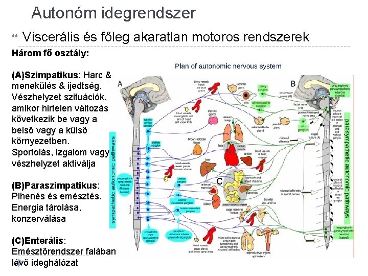 Autonóm idegrendszer Viscerális és főleg akaratlan motoros rendszerek Három fő osztály: (A)Szimpatikus: Harc &