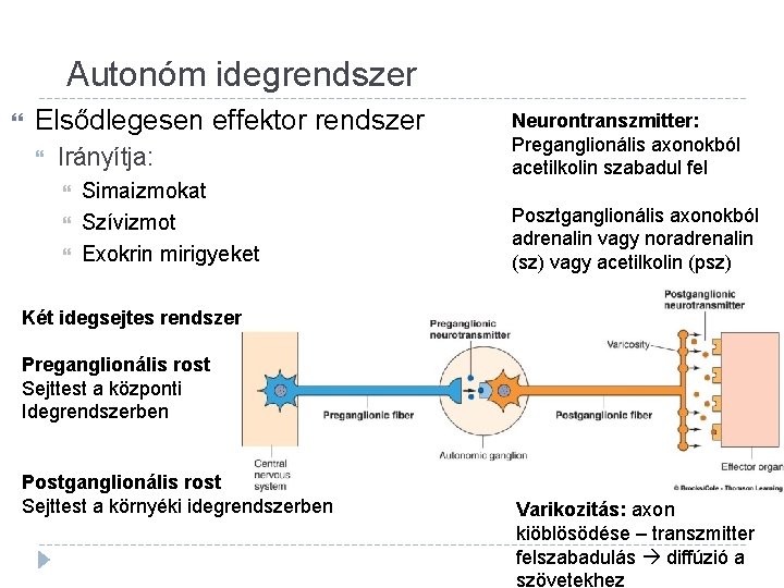 Autonóm idegrendszer Elsődlegesen effektor rendszer Irányítja: Simaizmokat Szívizmot Exokrin mirigyeket Neurontranszmitter: Preganglionális axonokból acetilkolin