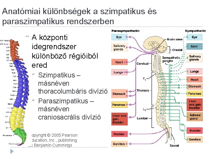 Anatómiai különbségek a szimpatikus és paraszimpatikus rendszerben A központi idegrendszer különböző régióiból ered Szimpatikus