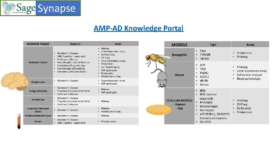  Synapse AMP-AD Knowledge Portal 