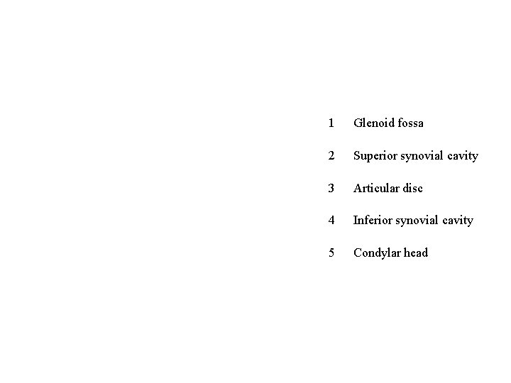 1 Glenoid fossa 2 Superior synovial cavity 3 Articular disc 4 Inferior synovial cavity