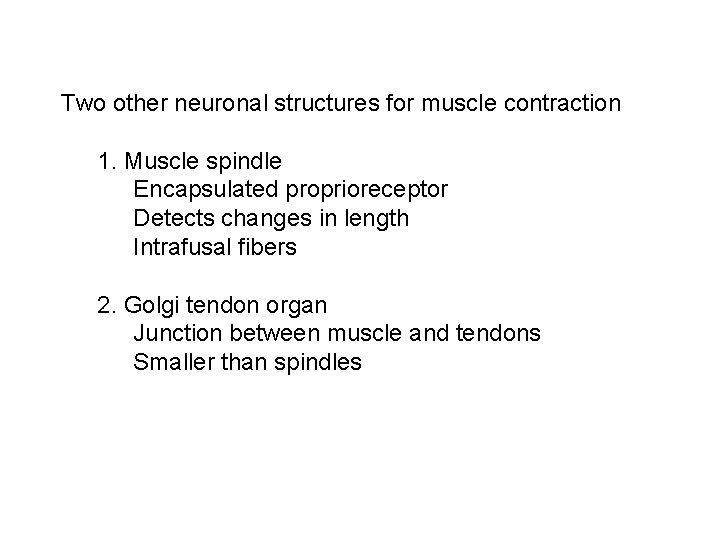 Two other neuronal structures for muscle contraction 1. Muscle spindle Encapsulated proprioreceptor Detects changes