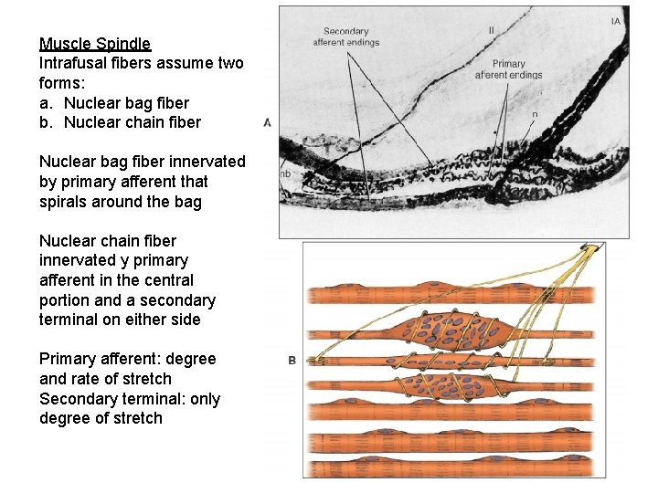 Muscle Spindle Intrafusal fibers assume two forms: a. Nuclear bag fiber b. Nuclear chain Muscle Spindle Intrafusal fibers assume two forms: a. Nuclear bag fiber b. Nuclear chain