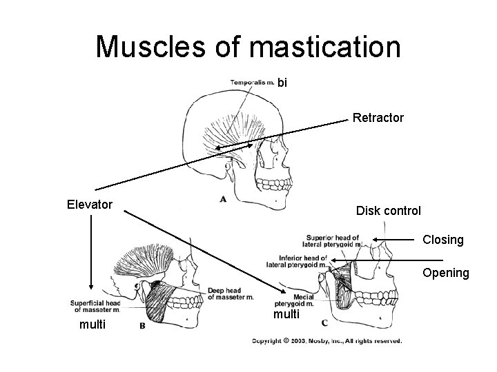 Muscles of mastication bi Retractor Elevator Disk control Closing Opening multi 