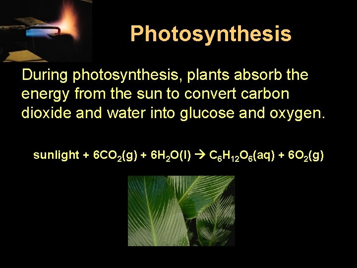 Photosynthesis During photosynthesis, plants absorb the energy from the sun to convert carbon dioxide