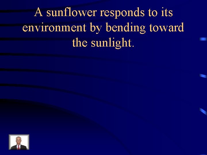 A sunflower responds to its environment by bending toward the sunlight. 