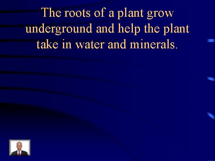 The roots of a plant grow underground and help the plant take in water