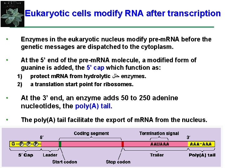 Eukaryotic cells modify RNA after transcription • Enzymes in the eukaryotic nucleus modify pre-m.