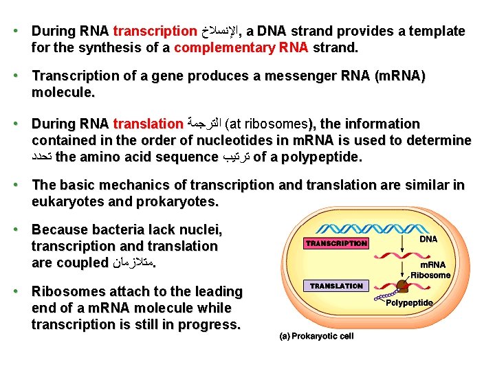  • During RNA transcription ﺍﻹﻧﺴﻼﺥ , a DNA strand provides a template for