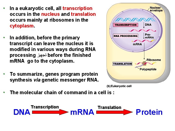  • In a eukaryotic cell, all transcription occurs in the nucleus and translation