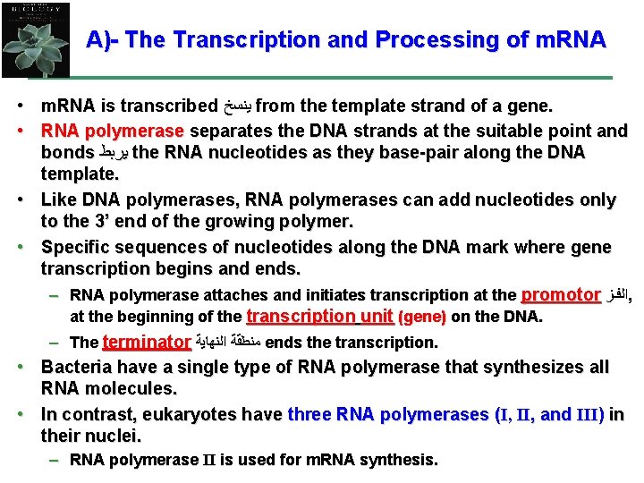 A)- The Transcription and Processing of m. RNA • m. RNA is transcribed ﻳﻨﺴﺦ