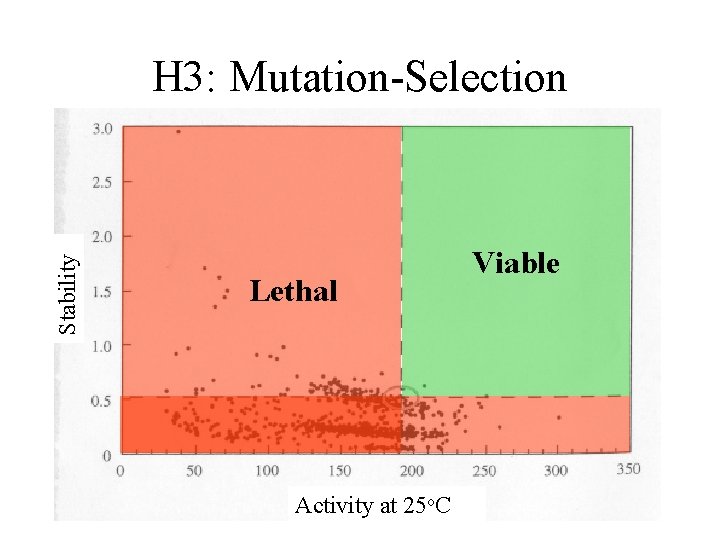 Stability H 3: Mutation-Selection Lethal Activity at 25 o. C Viable 