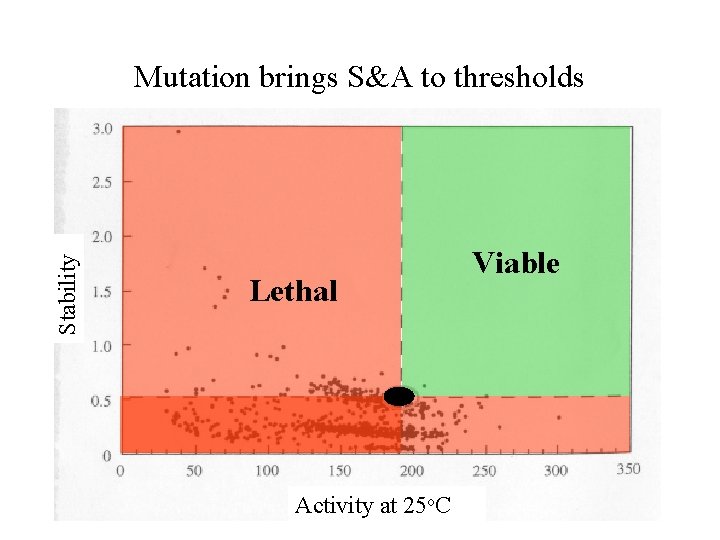 Stability Mutation brings S&A to thresholds Lethal Activity at 25 o. C Viable 