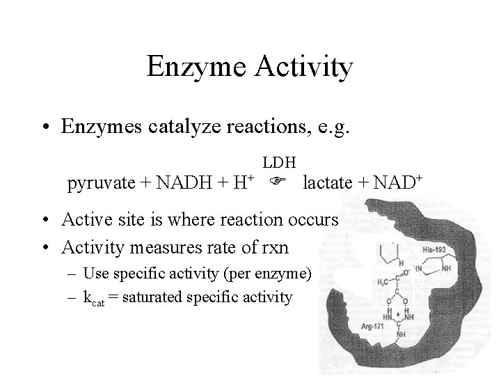 Enzyme Activity • Enzymes catalyze reactions, e. g. LDH pyruvate + NADH + H+