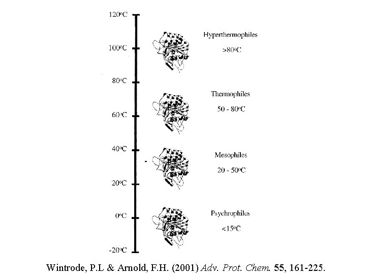 Wintrode, P. L & Arnold, F. H. (2001) Adv. Prot. Chem. 55, 161 -225.