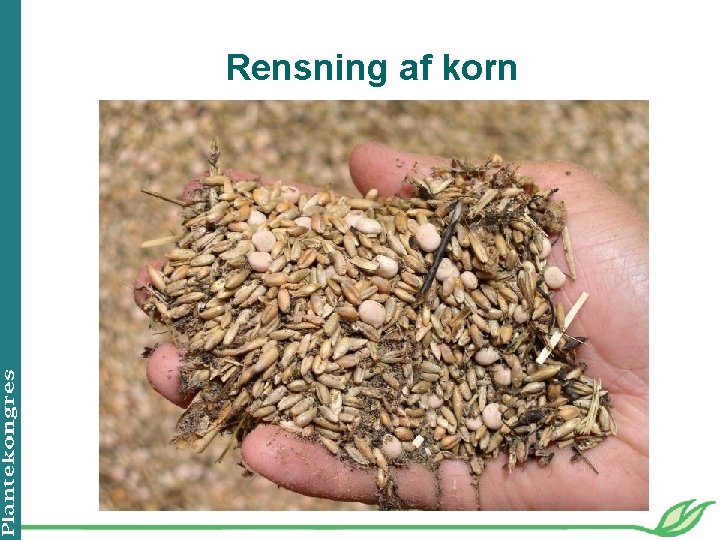 Rensning af korn 