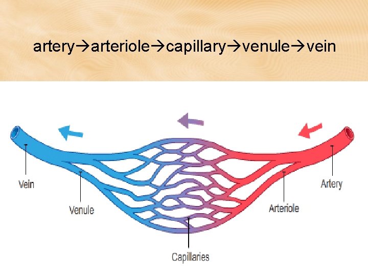 artery arteriole capillary venule vein artery arteriole capillary venule vein