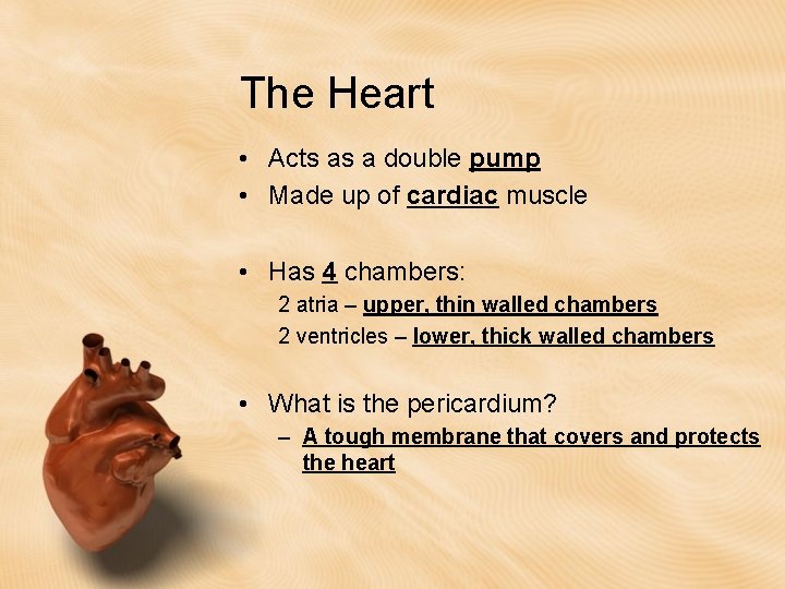 The Heart • Acts as a double pump • Made up of cardiac muscle The Heart • Acts as a double pump • Made up of cardiac muscle