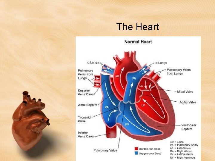The Heart The Heart