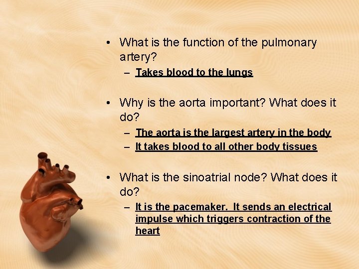 • What is the function of the pulmonary artery? – Takes blood to • What is the function of the pulmonary artery? – Takes blood to