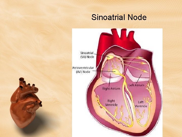Sinoatrial Node Sinoatrial Node