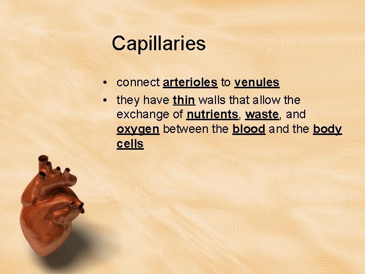 Capillaries • connect arterioles to venules • they have thin walls that allow the Capillaries • connect arterioles to venules • they have thin walls that allow the