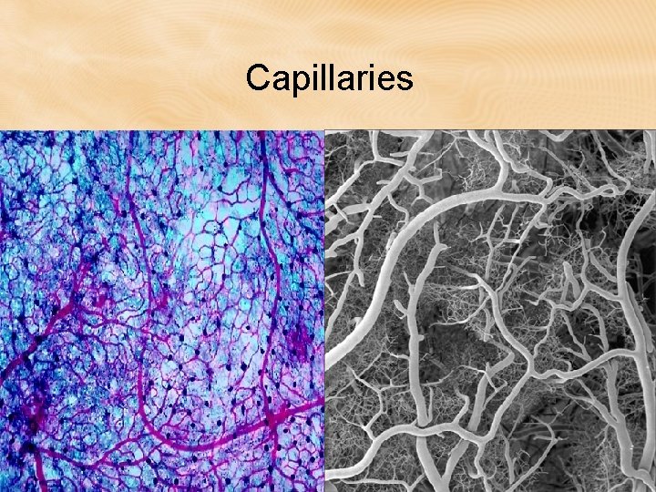 Capillaries Capillaries