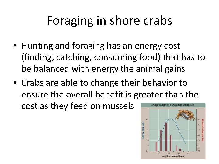 Foraging in shore crabs • Hunting and foraging has an energy cost (finding, catching,