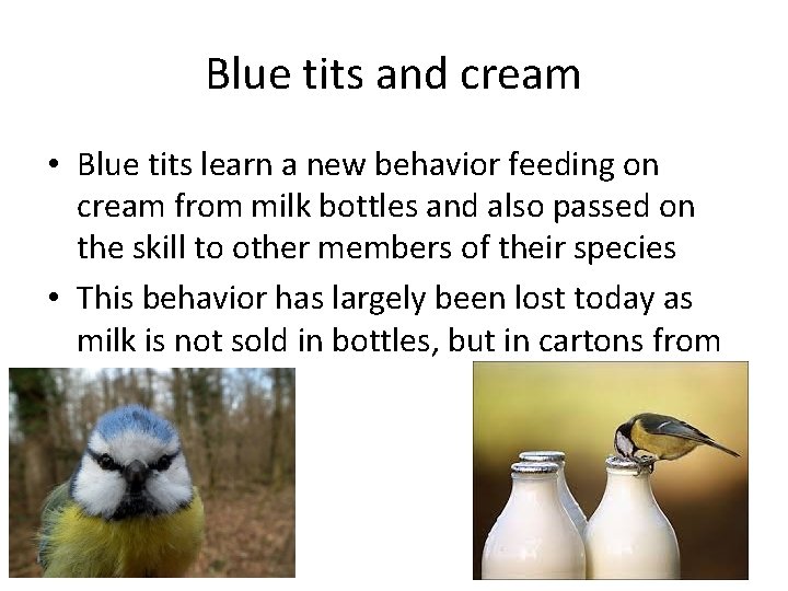 Blue tits and cream • Blue tits learn a new behavior feeding on cream