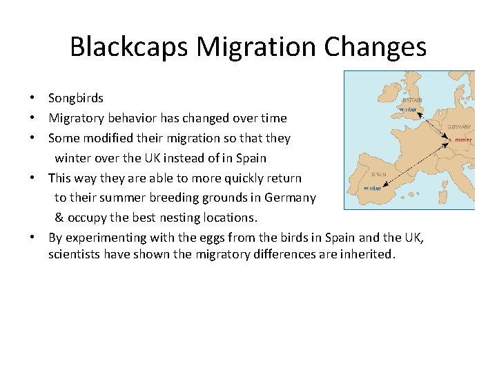 Blackcaps Migration Changes • Songbirds • Migratory behavior has changed over time • Some