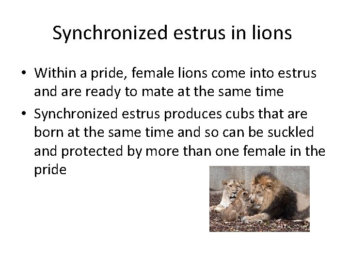 Synchronized estrus in lions • Within a pride, female lions come into estrus and