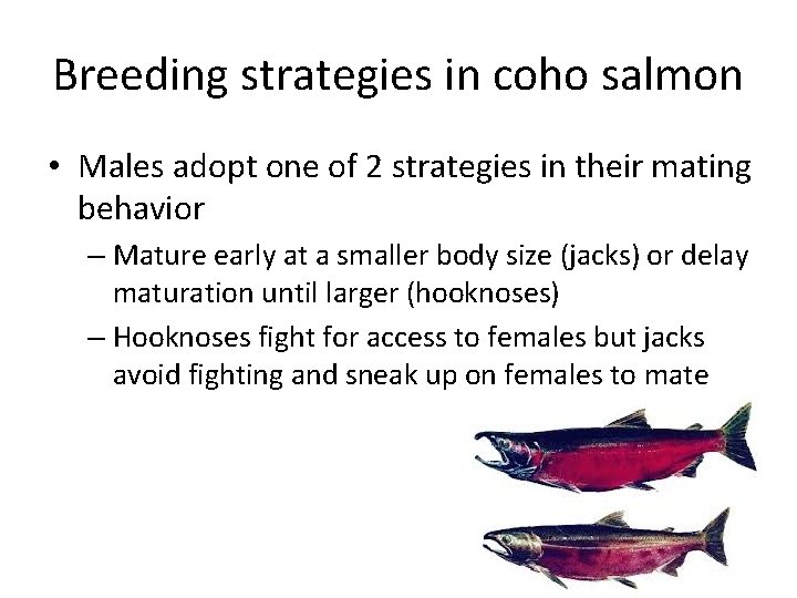 Breeding strategies in coho salmon • Males adopt one of 2 strategies in their