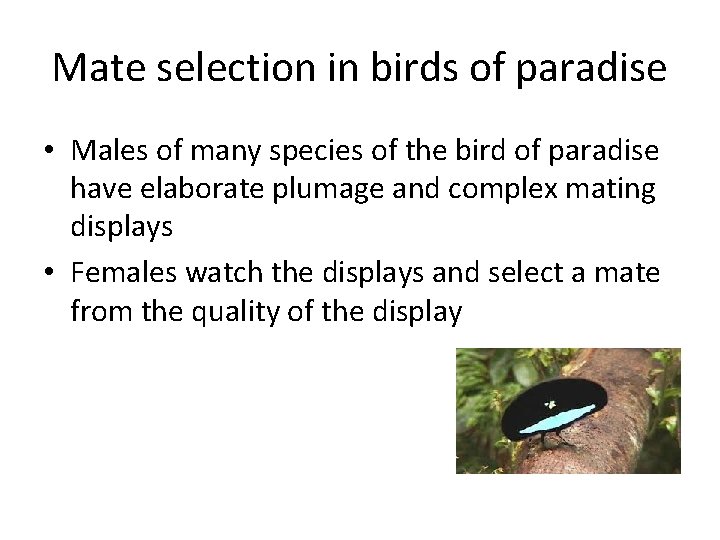 Mate selection in birds of paradise • Males of many species of the bird