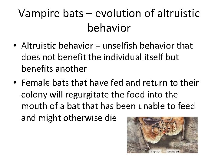 Vampire bats – evolution of altruistic behavior • Altruistic behavior = unselfish behavior that
