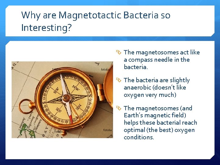 Why are Magnetotactic Bacteria so Interesting? The magnetosomes act like a compass needle in