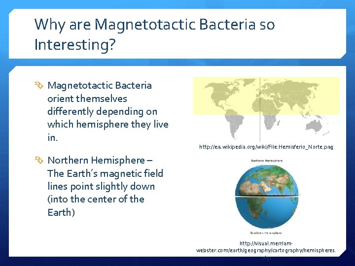 Why are Magnetotactic Bacteria so Interesting? Magnetotactic Bacteria orient themselves differently depending on which