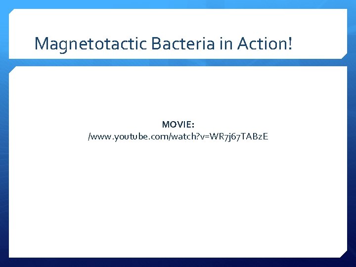 Magnetotactic Bacteria in Action! MOVIE: /www. youtube. com/watch? v=WR 7 j 67 TABz. E