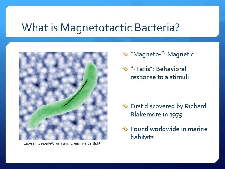 What is Magnetotactic Bacteria? “Magneto-”: Magnetic “-Taxis”: Behavioral response to a stimuli First discovered
