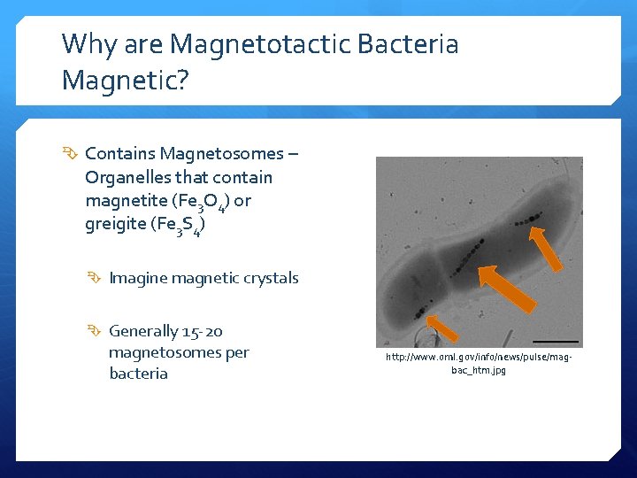 Why are Magnetotactic Bacteria Magnetic? Contains Magnetosomes – Organelles that contain magnetite (Fe 3